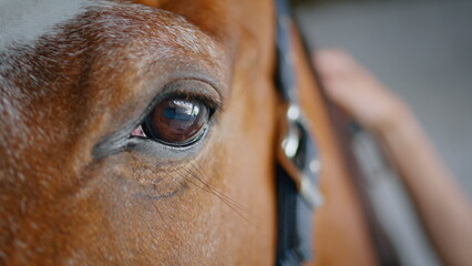 Brown horse brushing mane by unknown owner in paddock closeup. Animal standing
