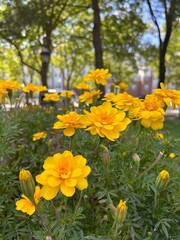 Obraz premium Marigold yellow flowers in the park, ‎⁨Roger Williams National Memorial Visitor Center⁩, ⁨Providence⁩, ⁨Blackstone Valley⁩, ⁨United States⁩