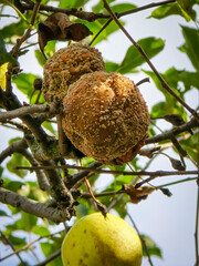 Apple fruits damaged by fungus Monilinia fructigena. The apples rot on the tree. Fruit rot of the apple tree. Diseases of fruit trees.
