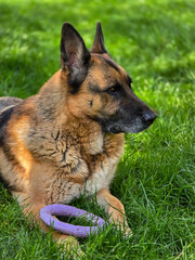 A loyal German Shepherd dog lies on a grassy lawn, holding a purple frisbee between his front legs. Its alert ears and calm demeanor convey a sense of intelligence and companionship.