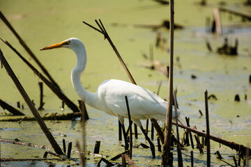 Great Egret fishing in the early morning summer sunshine among the duckweed and dead cattails within the Horicon National Wildlife Refuge, Wisconsin