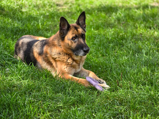 A loyal German Shepherd dog lies on a grassy lawn, holding a purple frisbee between his front legs....