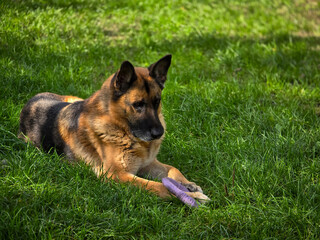 A loyal German Shepherd dog lies on a grassy lawn, holding a purple frisbee between his front legs....