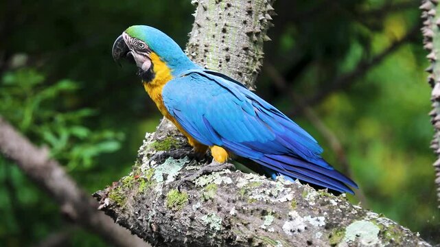 Wild tropical Brazilian Blue and Yellow Macaw. Blue and Yellow Macaw (Ara ararauna) in high quality 4k video.
