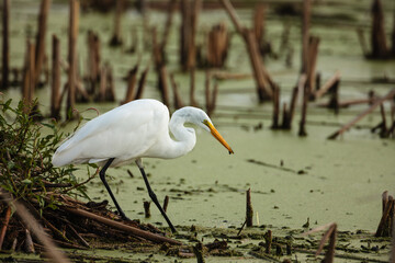 Great egret fishing among the floating duckweed and dead cattail stalks of the marsh in the Horicon...