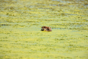 Muskrat feeding, surrounded by floating duckweed while partially submerged, on a mid-August morning in the Horicon National Wildlife Refuge, Wisconsin