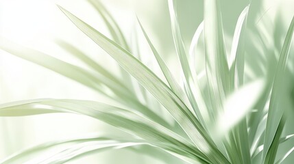Obraz premium Palm leaf wallpaper with serrated edges and a light green blurred background