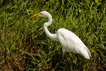 Great egret, alert and attentive, while fishing in the mid-August morning sunshine in the marsh at the Horicon National Wildlife Refuge, Wisconsin