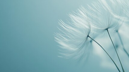 Wallpaper of dandelion seed head with fine filaments illuminated by soft light fading into blue-white background