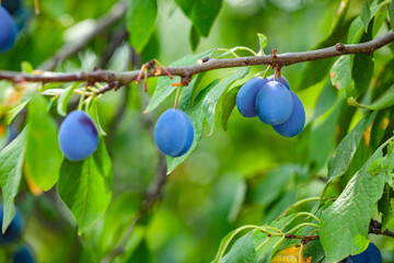 Ripe plums growing on tree in garden, closeup