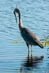 Blue Heron looking directly into the water with the late afternoon sunshine accenting its form in...