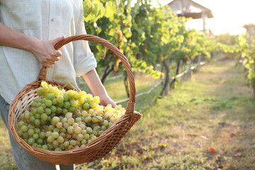 Farmer with wicker basket of ripe grapes in vineyard, closeup. Space for text