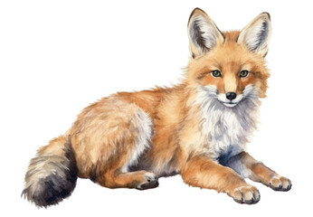 Fototapeta premium PNG Fox wildlife animal mammal.