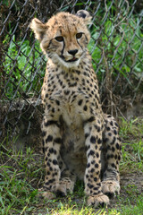 Młody gepard z Warszawskiego Zoo © Pit75Wawa