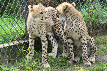 Młode gepardy z Warszawskiego Zoo © Pit75Wawa