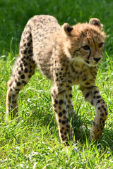 Młody gepard z Warszawskiego Zoo © Pit75Wawa