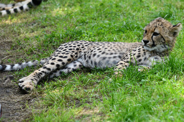 Młody gepard z Warszawskiego Zoo © Pit75Wawa