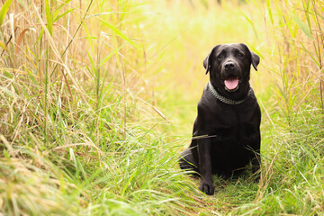 Adorable Labrador Retriever dog sitting on green grass outdoors