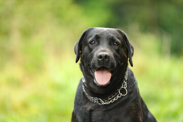 Portrait of adorable Labrador Retriever dog on blurred background. Space for text