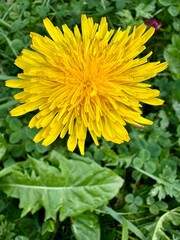 close up of a yellow dandelion flower with its green leaves in nature on a sunny summer day
