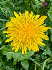 close up of a yellow dandelion flower with its green leaves in nature on a sunny summer day
