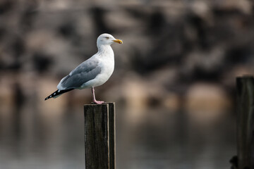 Herring gull rests on the post on a late winter day at Port Washington, Wisconsin harbor