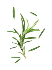 Obraz premium Fresh green rosemary in air on white background