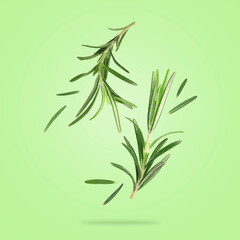 Fresh rosemary in air on light green background