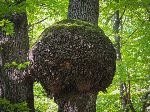 Giant tree burl caused by a parasitoid bacteria. A cancer looking outgrowth