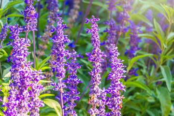 Obraz premium Blue Salvia farinacea flowers, or Mealy Cup Sage on green background, close-up.