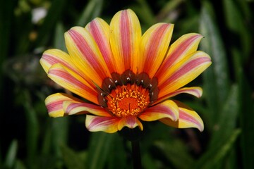 orange flower on a green background