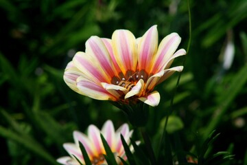flower in the garden