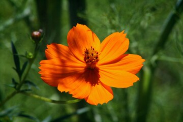 orange flower in the garden
