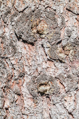 Bark texture and background of a old fir tree trunk. Detailed bark texture. Natural background