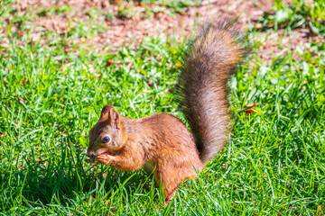 Autumn squirrel with nut sits on green grass with fallen yellow leaves