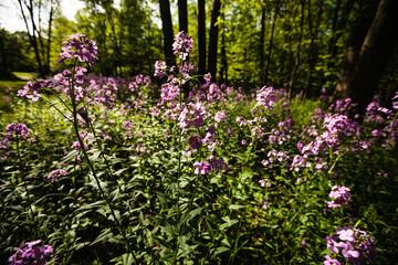 Dame's Rocket grows thick and wild along the picnic areas within Harrington Beach State Park, Belgium, Wisconsin