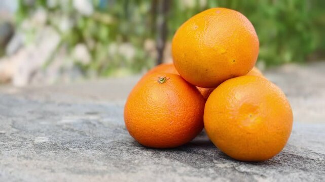 Fresh mandarin oranges fruit harvested.

