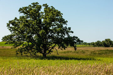 An oak tree within the Horicon National Wildlife Refuge in Wisconsin stands alone in the field on this late June morning.