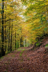 Fototapeta premium A Serene Autumn Forest Pathway Adorned with Beautiful Colorful Leaves Under the Sunlight