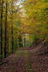 Fototapeta premium A Serene Autumn Forest Pathway Adorned with Beautiful Colorful Leaves Under the Sunlight
