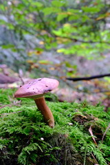 Maronenr&ouml;hrling