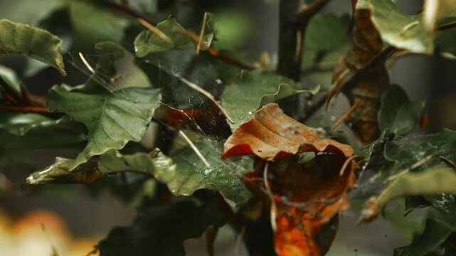 Cobwebs on branches.
The spider made a nest in the green leaves.
Leaves with cobwebs.
Cobwebs in leaves.
Forest, spider, web, nest
