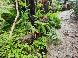 A path among exotic plants in an ornamental garden