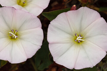 Field Bindweed, overhead view, growing in a small clump in Moraine Park in Rocky Mountain National...