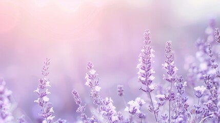 Naklejka premium A pastel gradient background blending soft purple, light green, and peach