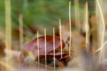 Gewöhnliche Binsenkeule (Macrotyphula filiformis) auf dem Waldboden