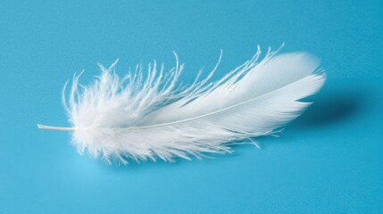 Obraz premium Single white feather falling against blue background showing softness