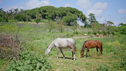 Two horses grazing park wagging tails. Wild stallions eating grass in green lawn