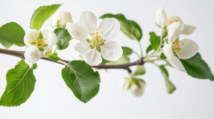 Fototapeta premium Close-up of apple tree branch with white blossoms for spring design