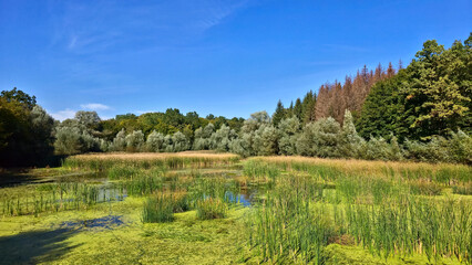 Idyllic wetland landscape with tall reeds, green algae, and a tranquil pond under a blue sky.